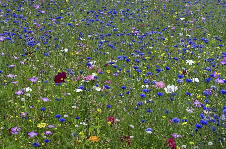 Flower Photograph - Ornamental Flower Meadow With Blue Cornflowers by Unknown