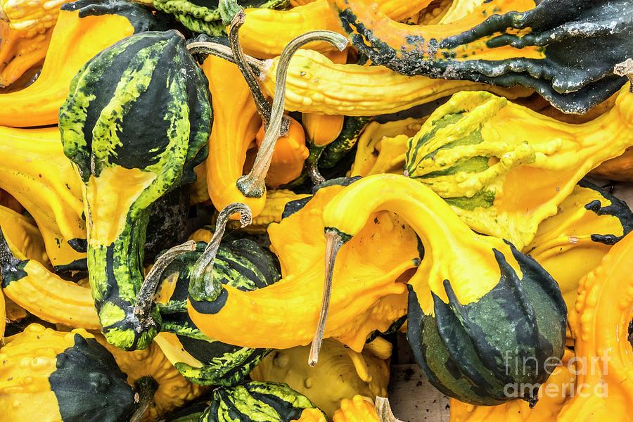 Ornamental Gourds (cucurbita Pepo autumn Wings) Photograph by Martyn F. Chillmaid/science Photo Library