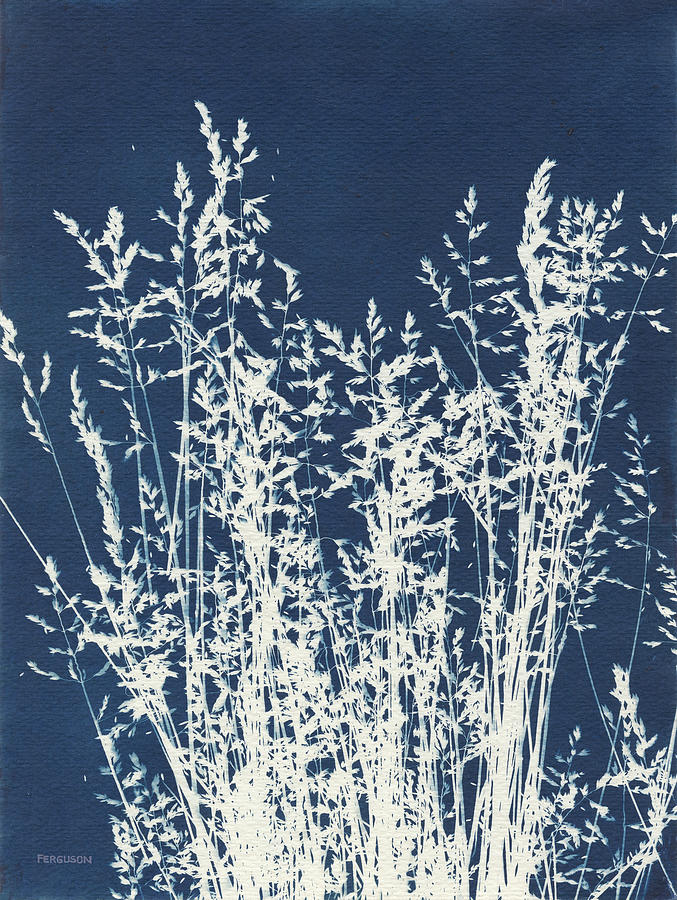 Blue Photograph - Ornamental Grass I by Kathy Ferguson