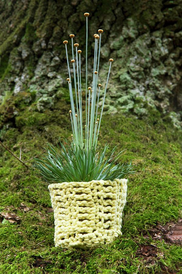 Ornamental Grass In Crocheted Pot Holder Photograph by Sabine Lscher