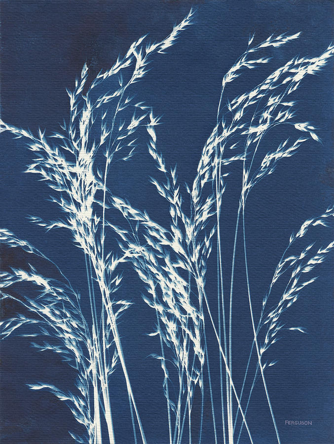 Blue Photograph - Ornamental Grass V by Kathy Ferguson