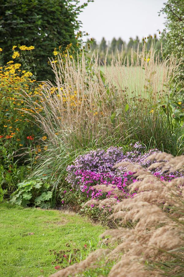 Ornamental Grasses And Flowering Plants In Spacious Garden Photograph by Sibylle Pietrek