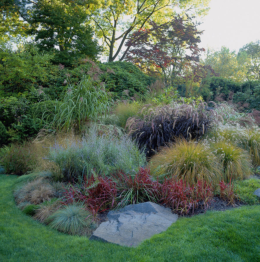 Ornamental Grasses In Border Photograph By Richard Felber,What Does An Ionizer Do