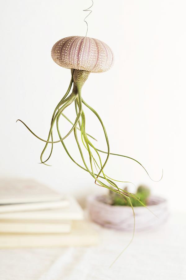 Ornamental Jellyfish Made From Air Plant Planted Upside Down In Sea Urchin Test Photograph by Sabine Lscher