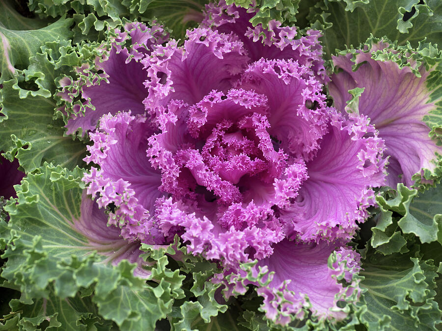 Ornamental Kale nagoya Rose In Garden Border. Photograph by Ernie Janes / Naturepl.com Ornamental Kale nagoya Rose In Garden Border. Photograph by Ernie Janes / Naturepl.com
