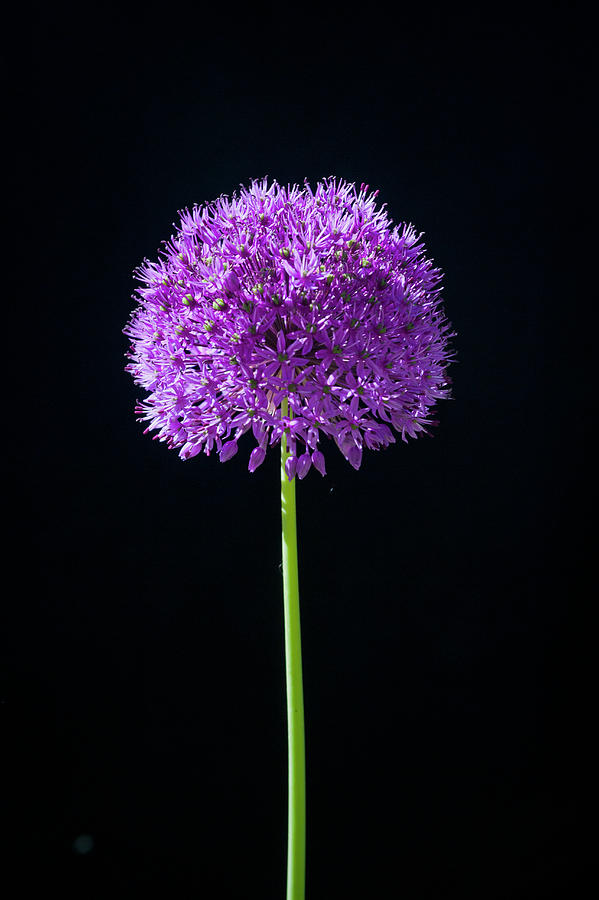 Ornamental Leek allium, Single Flower, Allium Globemaster Photograph by William Reavell