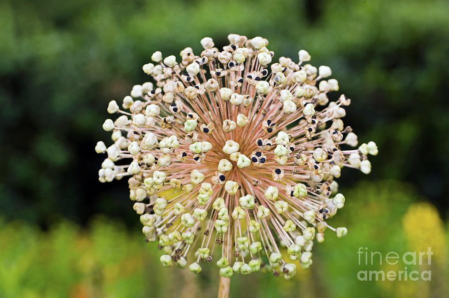 Ornamental Onion (allium Sp.) Photograph by Science Photo Library Ornamental Onion (allium Sp.) Photograph by Science Photo Library