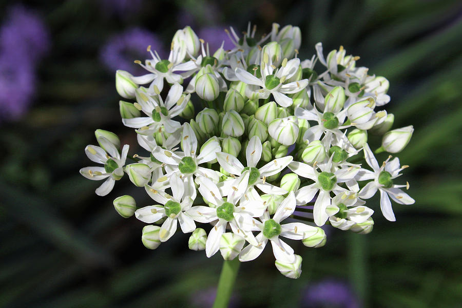 Ornamental Onion Photograph by Debra Orlean | Fine Art America