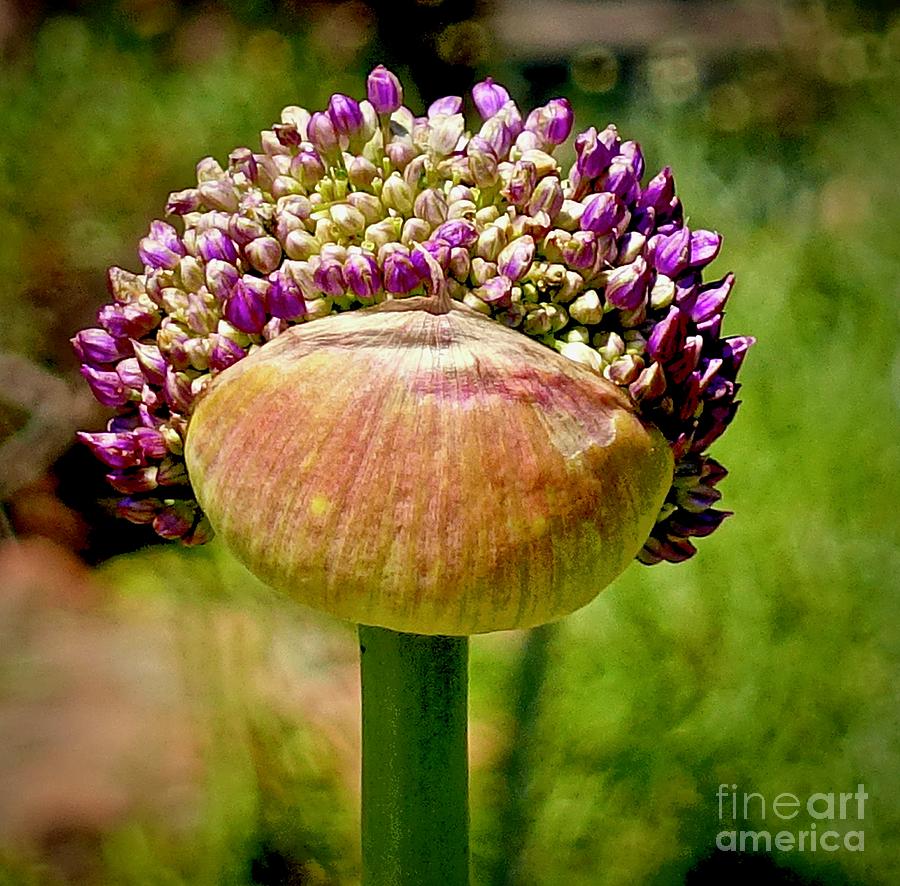 Ornamental Onion  Photograph by Elisabeth Derichs