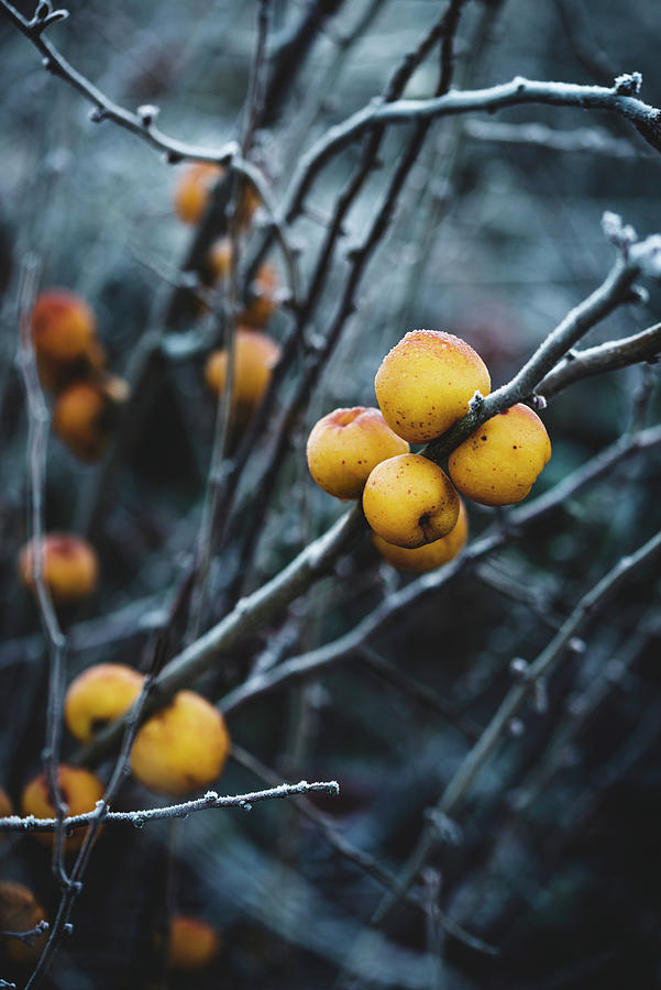 Ornamental Quinces chaenomeles On A Twig After A Frost Photograph by Kati Neudert
