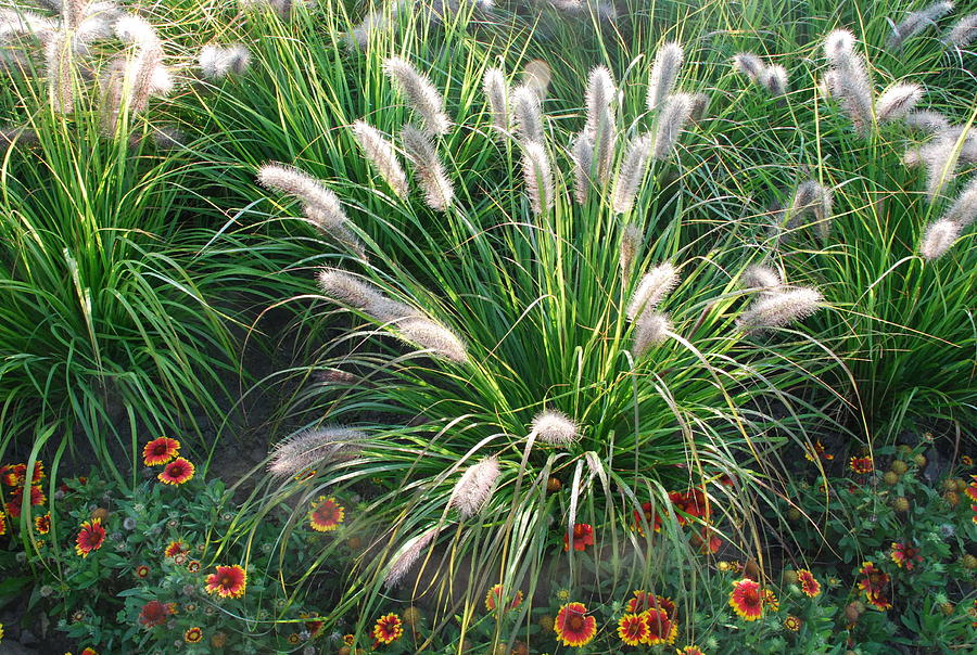 Image of Ornamental Grasses and Blanket Flowers