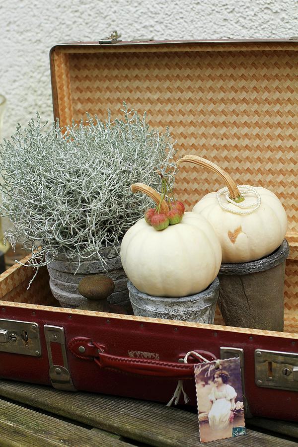 Ornamental Squashes And Silverbush In Grey Pot In Old Suitcase Photograph by Erika Reetz