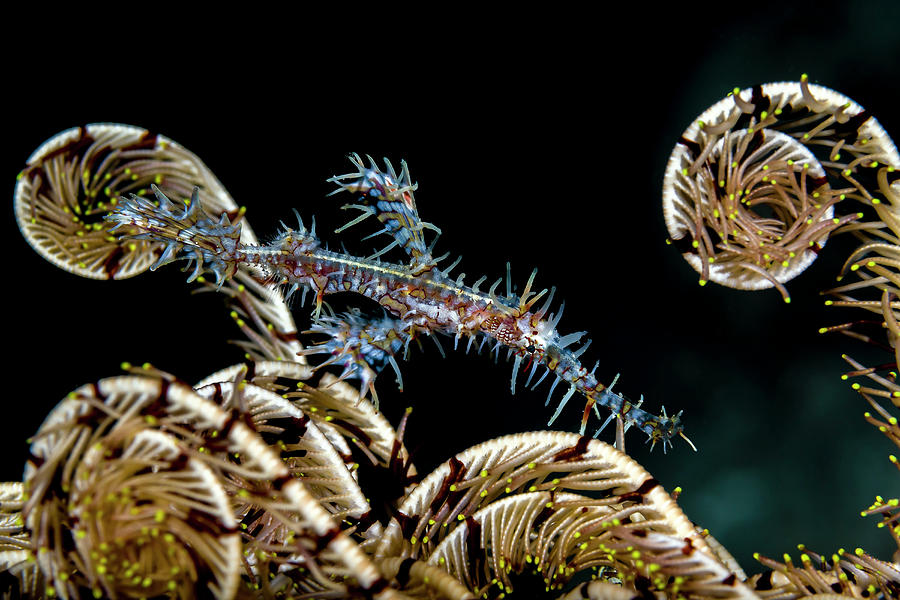 Ornate Ghost Pipefish Solenostomus Photograph by Bruce Shafer