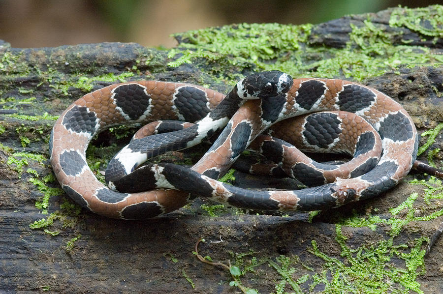 Ornate Snail-eating Snake Dipsas Photograph by Michael Lustbader