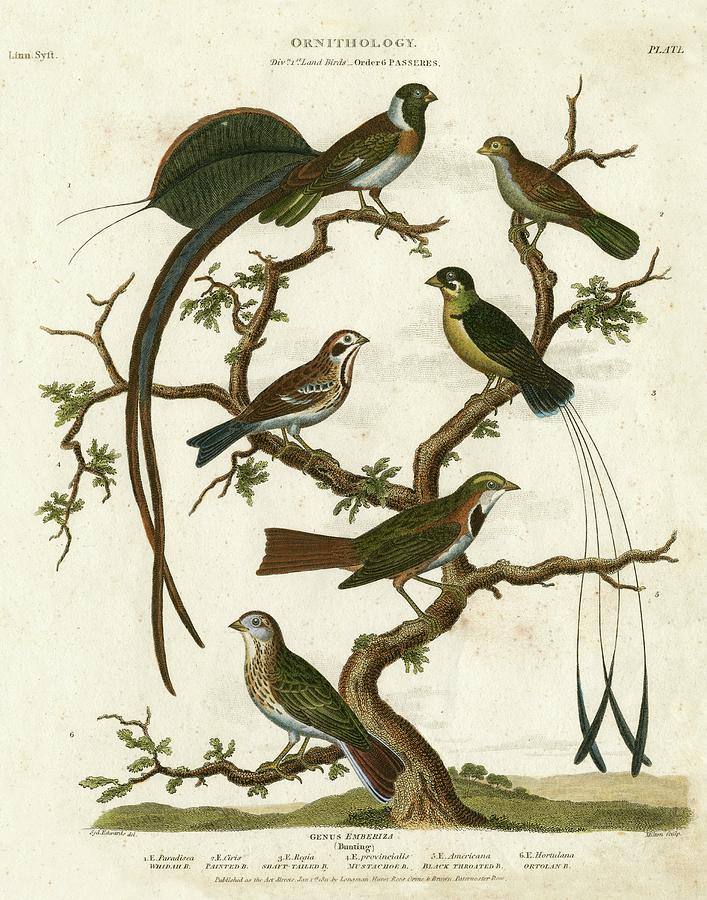 Animal Painting - Ornithology I by Sydenham Edwards