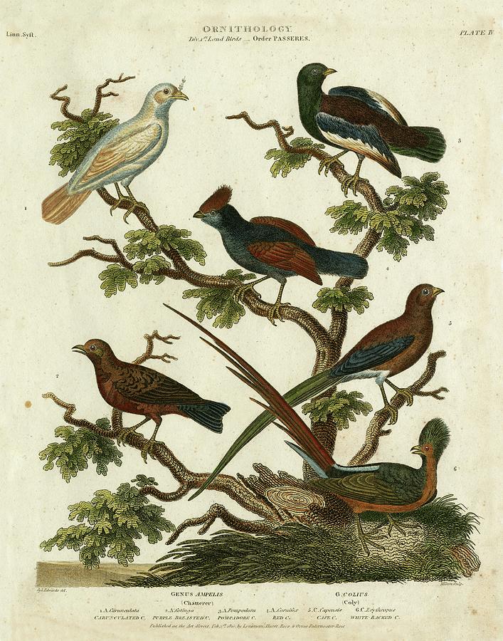 Animal Painting - Ornithology II by Sydenham Edwards