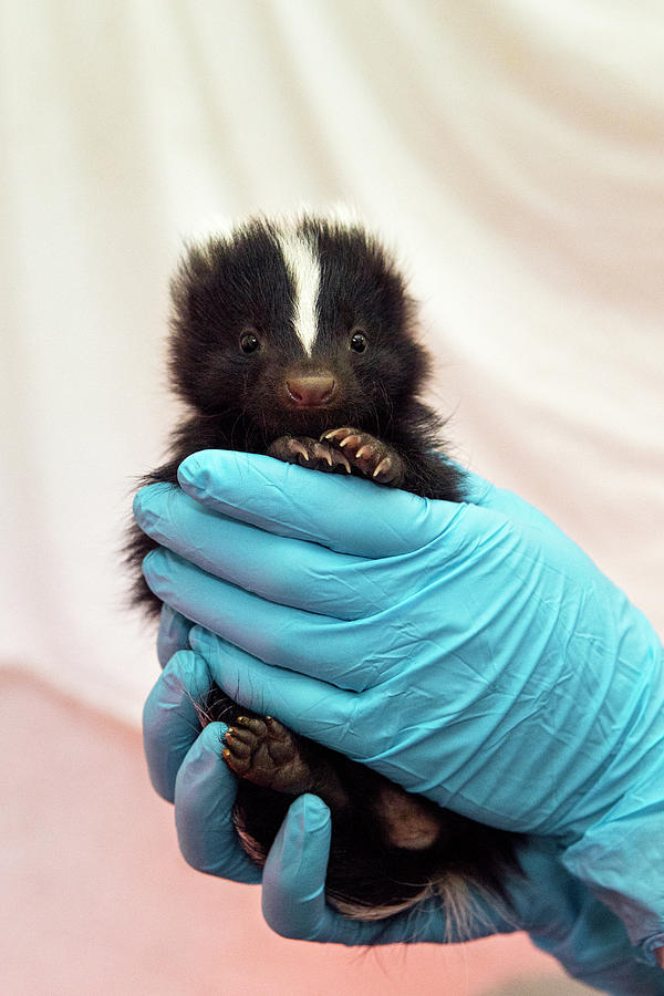 Orphaned Baby Striped Skunk Photograph by Suzi Eszterhas