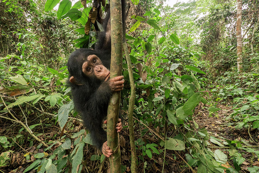 Orphaned Chimp Climbing Photograph by Gerry Ellis