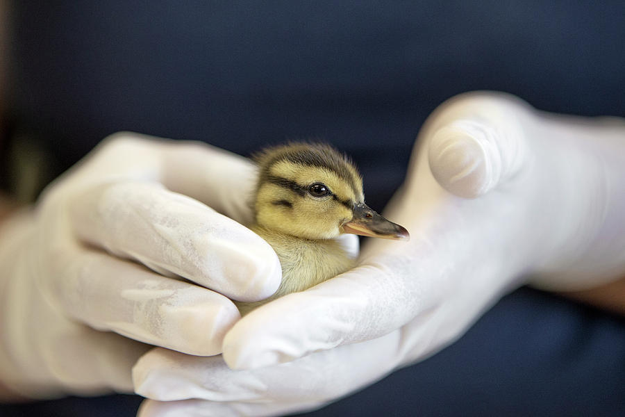 Orphaned Mallard Chick In Rehab Photograph by Suzi Eszterhas