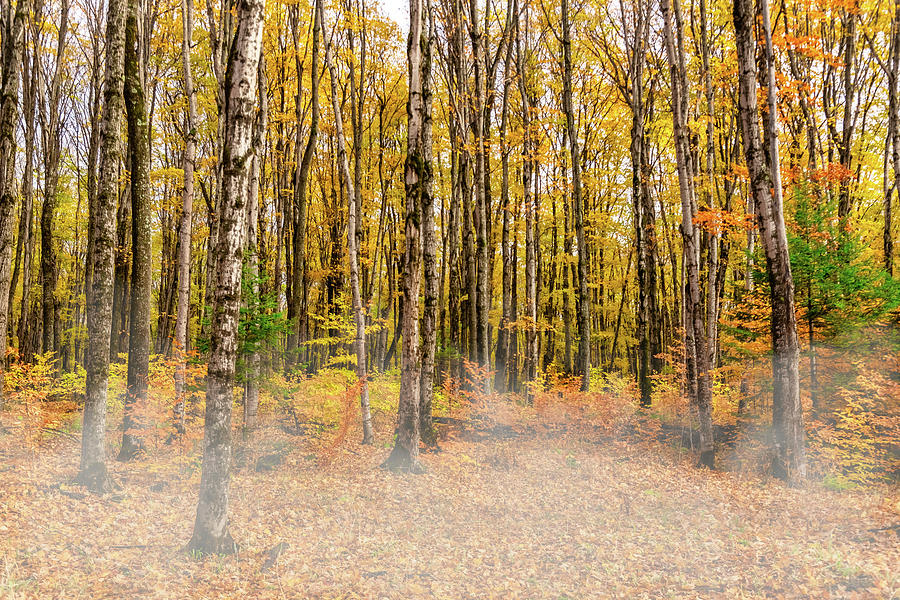 Orthon Effect Of Woods In Upper Peninsula Michigan During The Fall With Light Fog Photograph