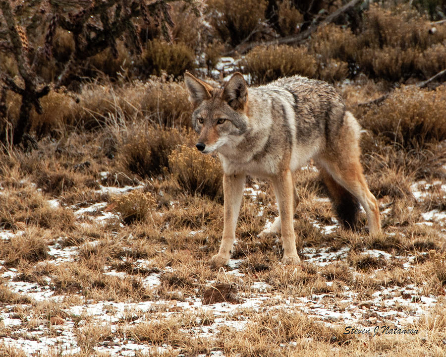Ortiz Coyote Photograph by Steven Natanson