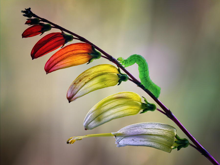 Flower Photograph - Oruga by Jimmy Hoffman