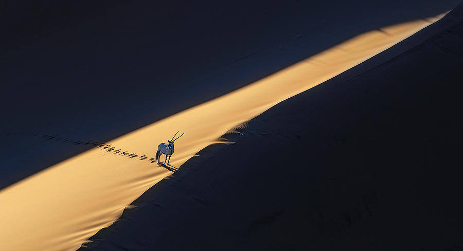 Oryx & Dune Photograph by Dinglu (xh) Yang