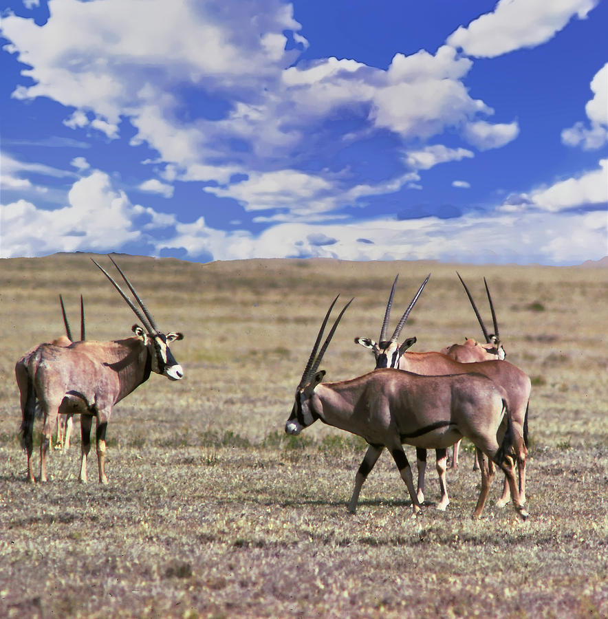 Oryx antelope graze  Photograph by Steve Estvanik
