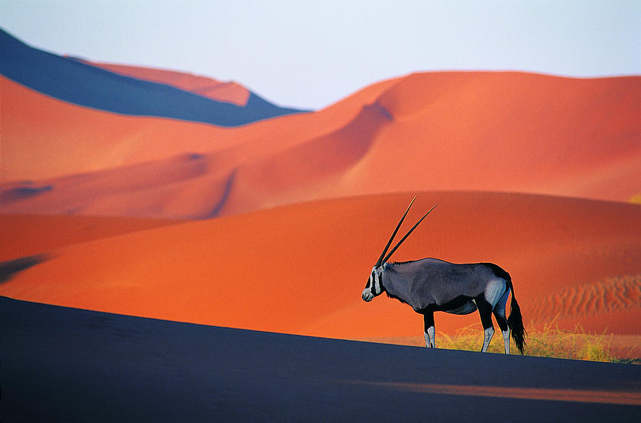 Oryx Antelope Photograph by Natphotos Oryx Antelope Photograph by Natphotos
