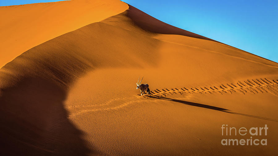 Oryx crossing big daddy dune, Sossusvlei, Namibia Photograph by Lyl Dil Creations