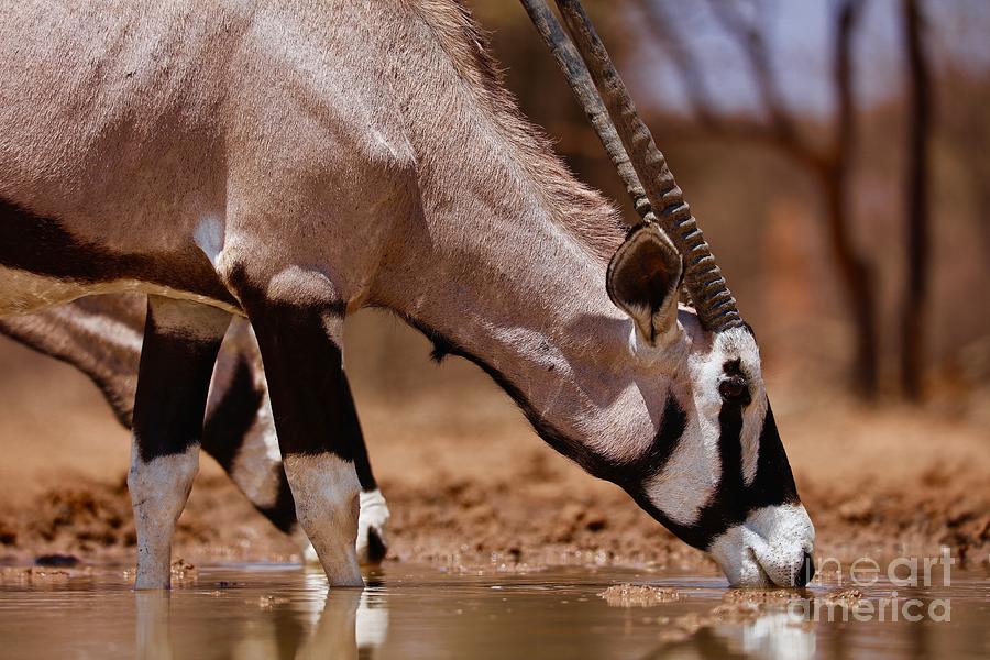 Oryx Drinking, Mount Etjo, 2019, Photograph Photograph by Eric Meyer