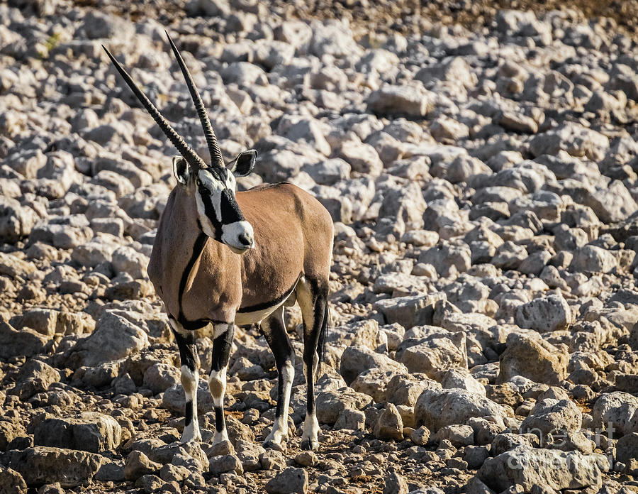 Oryx, Etosha National Park, Namibia Photograph by Lyl Dil Creations