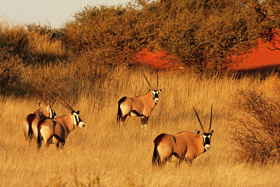 Oryx In Kalahari Desert At Sunset - Photograph by Jlr