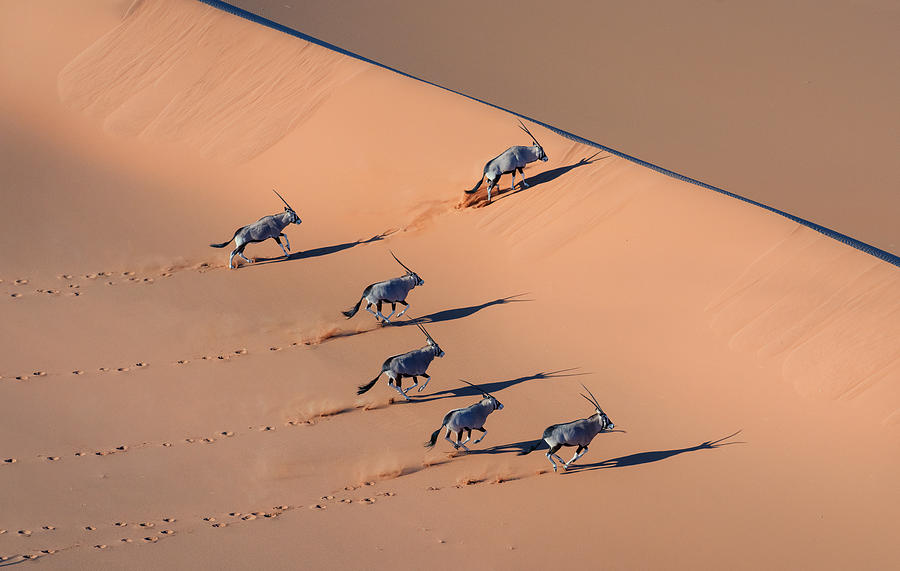 Oryx In The Desert Photograph by Min Li
