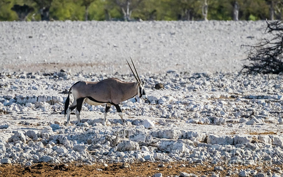 Oryx in the Etosha National Park, Namibia Photograph by Lyl Dil Creations