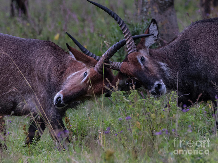 Waterbuck-Lock horns-6831 Photograph by Steve Somerville
