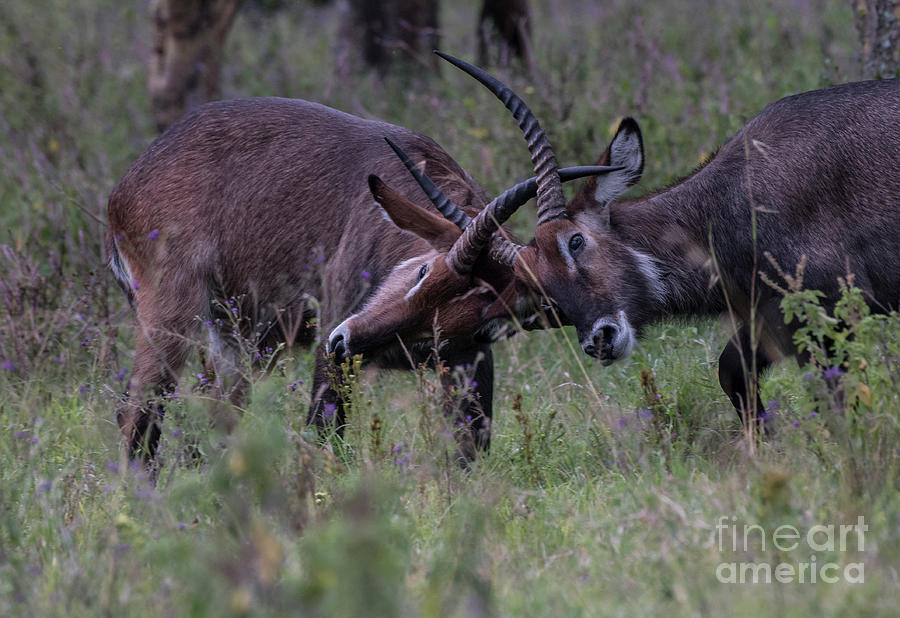 Waterbuck Antlers 6835 Photograph by Steve Somerville