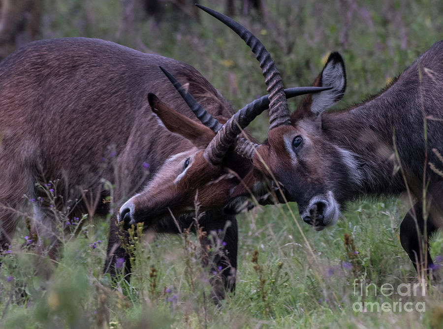 Waterbuck-Antlers-closeup Photograph by Steve Somerville