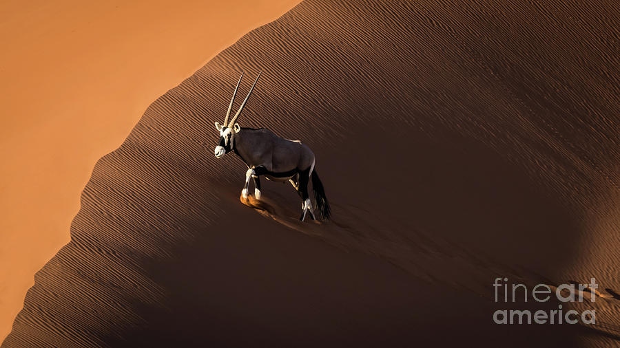 Oryx, Namibia Photograph by Lyl Dil Creations