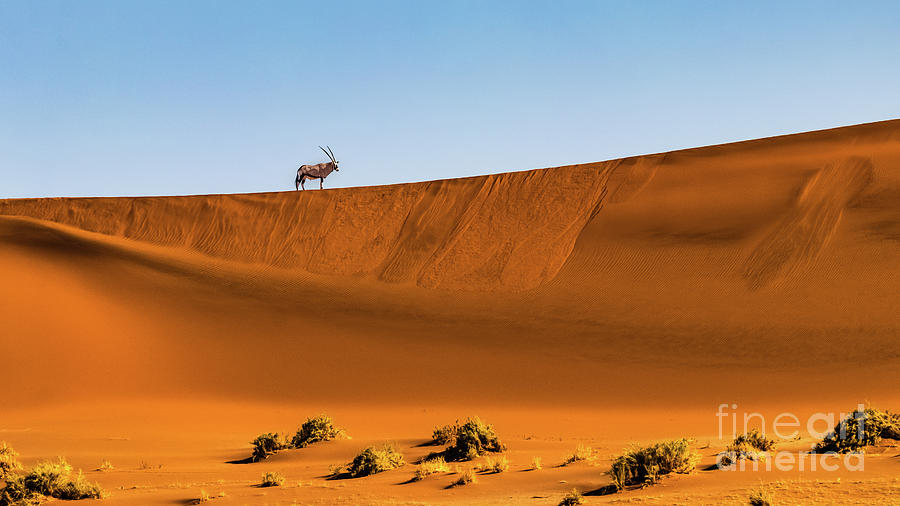 Oryx on the dune, Namibia Photograph by Lyl Dil Creations