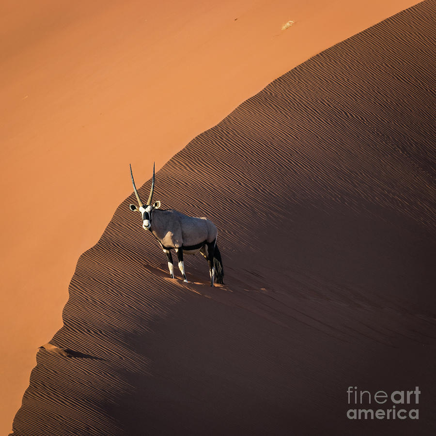 Oryx on the edge, Namibia Photograph by Lyl Dil Creations