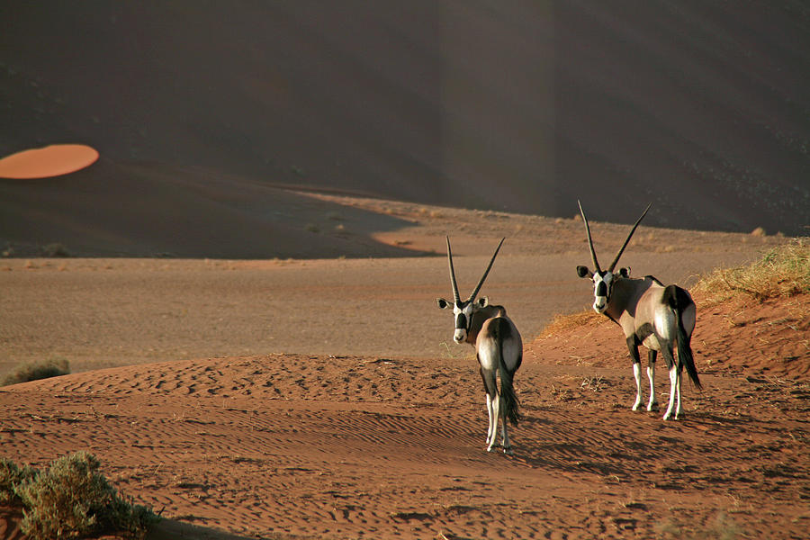 Oryx Photograph by Tracy Louise Sparkes