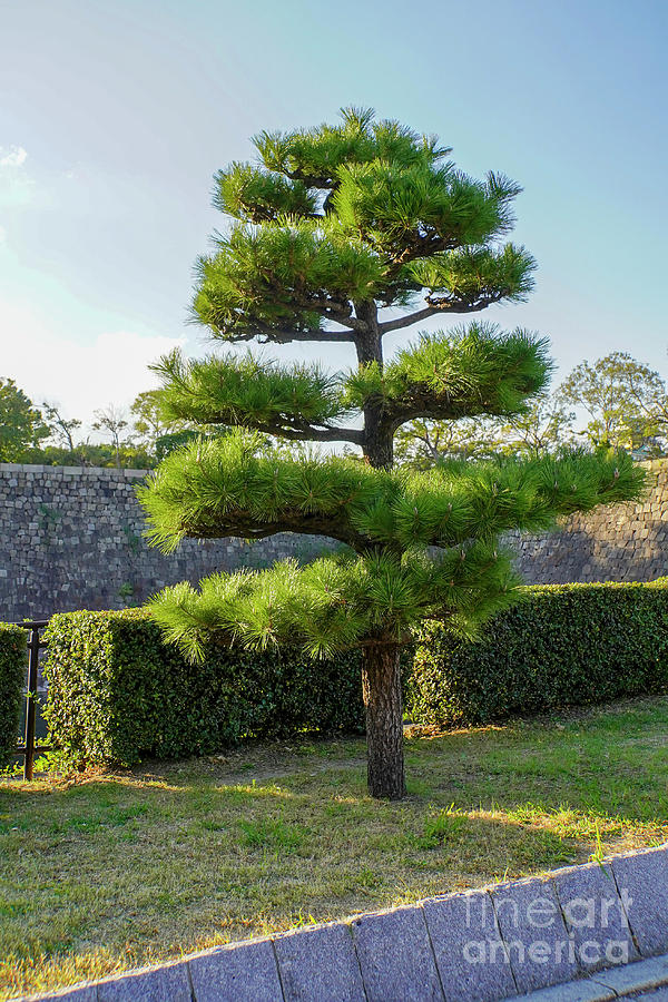 Osaka Castle Osaka Japan G2 Photograph By Vladi Alon