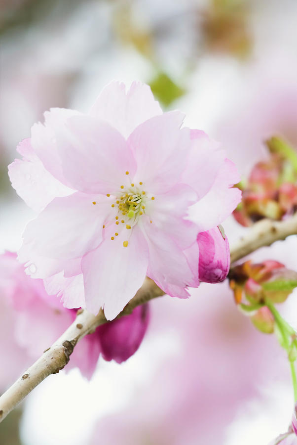 Oshima Flowering Cherry Tree - Vii Photograph by Alpamayophoto