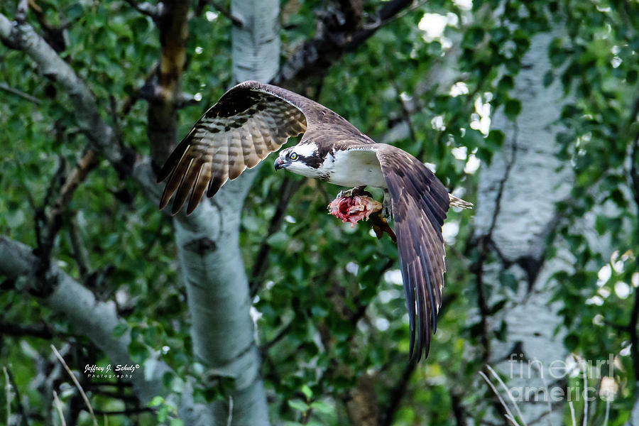 Osprey - 1 Photograph by Jeffrey Schulz