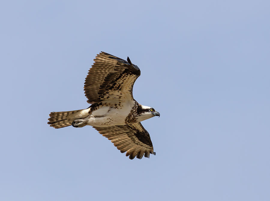 Osprey 2019-4 Photograph by Thomas Young