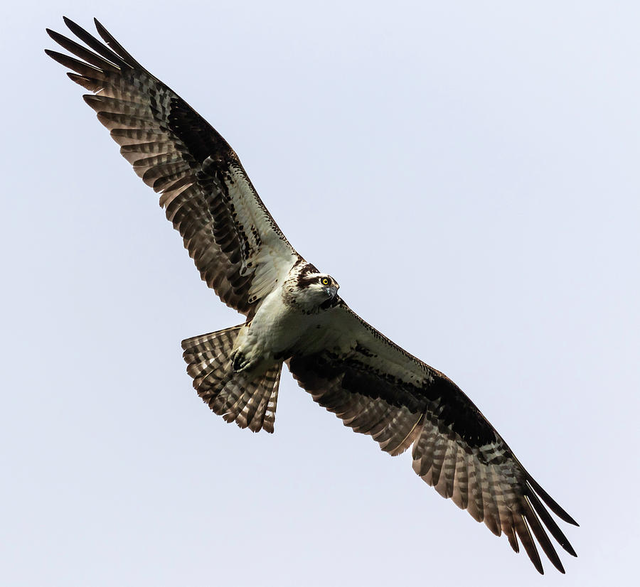 Osprey 2019-8 Photograph by Thomas Young