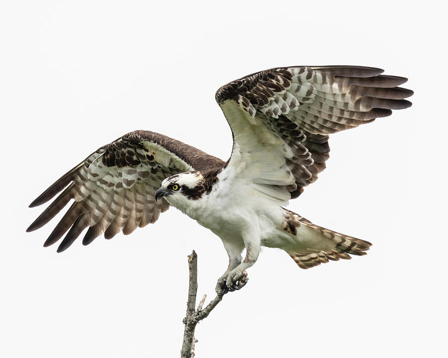 Osprey 6773 Photograph by Pamela S Eaton-Ford