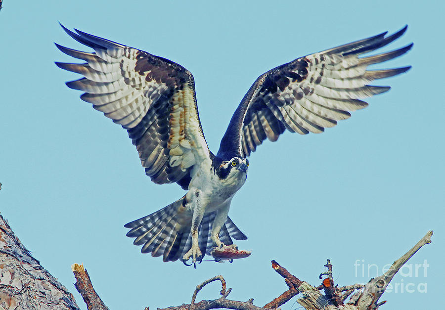 Osprey above nest Photograph by Larry Nieland