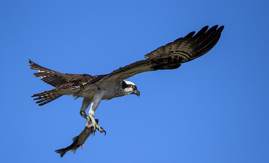 Osprey And Bloody Trout Photograph by Verdon